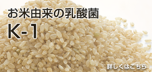 お米由来の乳酸菌K-1